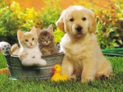 animali cani e gatti